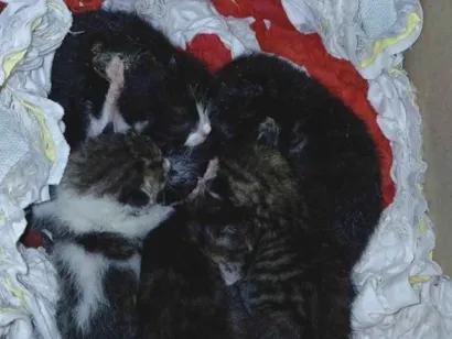 Gato raça SRD-ViraLata idade Abaixo de 2 meses nome São 6 estão sem nomes