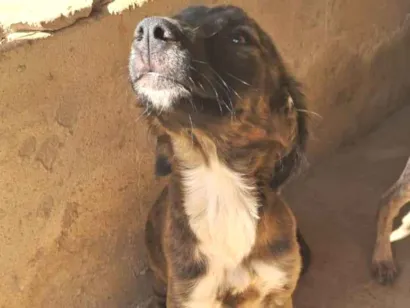 Cachorro raça SRD-ViraLata idade 7 a 11 meses nome Michele
