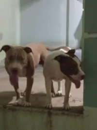 Cachorro ra a Pit-Bull idade 7 a 11 meses nome  Taurino nairoby