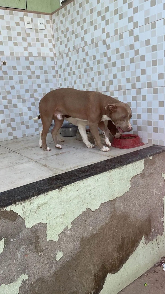 Cachorro ra a Pit-Bull idade 7 a 11 meses nome  Taurino nairoby