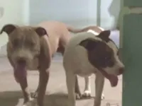 Cachorro raça Pit-Bull idade 7 a 11 meses nome  Taurino nairoby