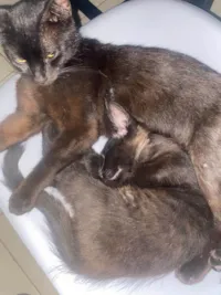 Gato ra a SRD-ViraLata idade 1 ano nome Isaura