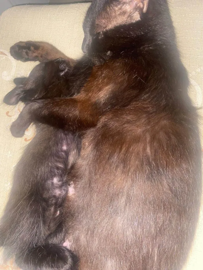 Gato ra a SRD-ViraLata idade 1 ano nome Isaura