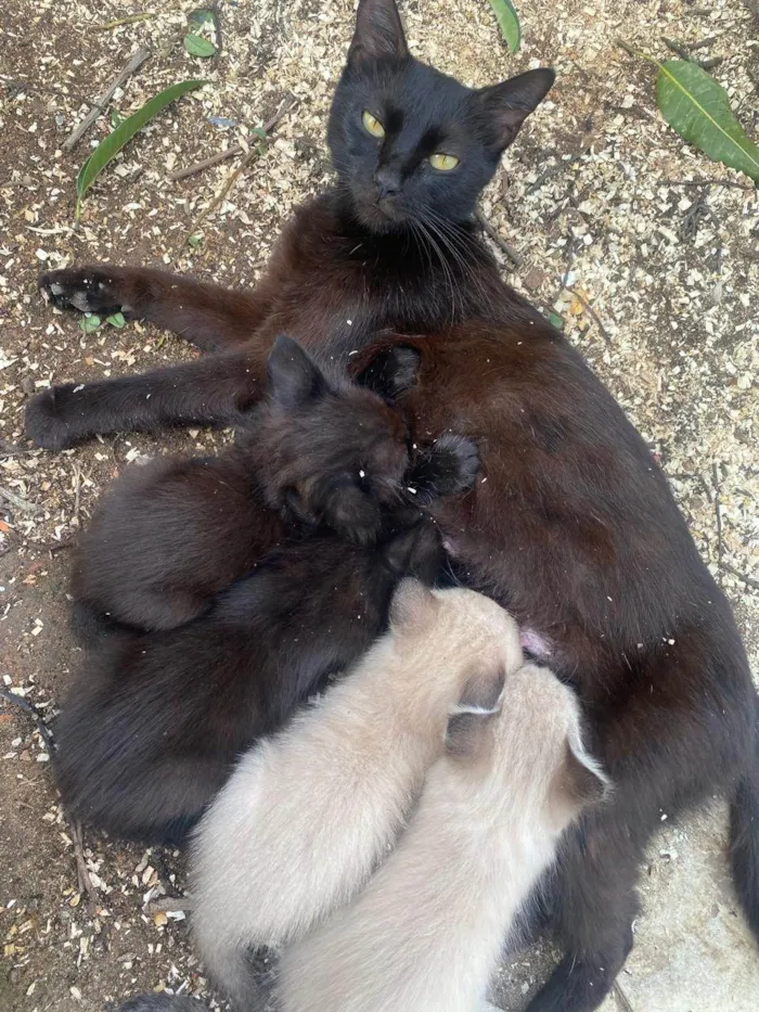 Gato ra a SRD-ViraLata idade 1 ano nome Isaura