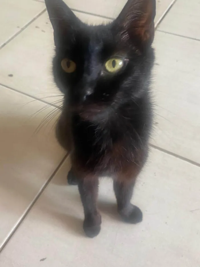 Gato ra a SRD-ViraLata idade 1 ano nome Isaura