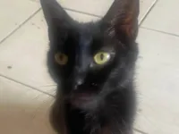 Gato ra a SRD-ViraLata idade 1 ano nome Isaura