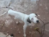 Cachorro ra a SRD-ViraLata idade 2 a 6 meses nome Polo