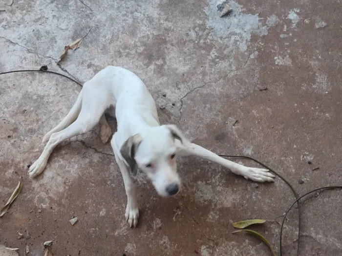 Cachorro ra a SRD-ViraLata idade 2 a 6 meses nome Polo