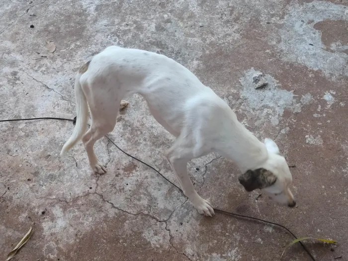 Cachorro ra a SRD-ViraLata idade 2 a 6 meses nome Polo
