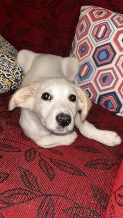 Cachorro ra a SRD-ViraLata idade 2 a 6 meses nome Branquinha 