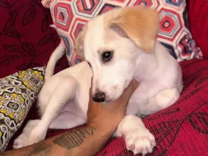 Cachorro raça SRD-ViraLata idade 2 a 6 meses nome Branquinha 