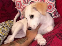 Cachorro raça SRD-ViraLata idade 2 a 6 meses nome Branquinha 