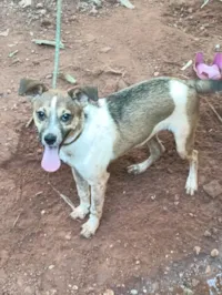 Cachorro ra a SRD-ViraLata idade 7 a 11 meses nome Bettowen 