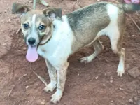 Cachorro ra a SRD-ViraLata idade 7 a 11 meses nome Bettowen 