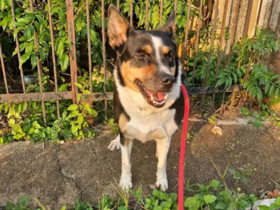 Cachorro ra a SRD-ViraLata idade 5 anos nome Maju