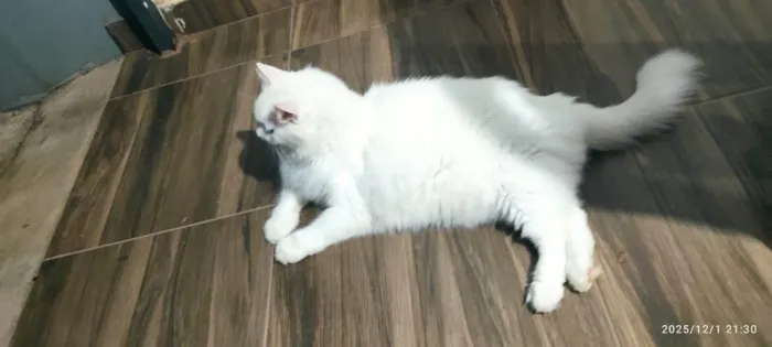 Gato ra a Persa idade 5 anos nome Tom 