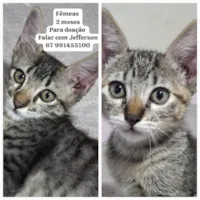 Gato raça Angorá idade Abaixo de 2 meses nome Florzinha e rosinha