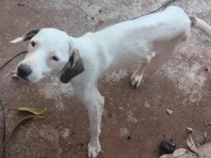 Cachorro raça SRD-ViraLata idade 2 a 6 meses nome Polo