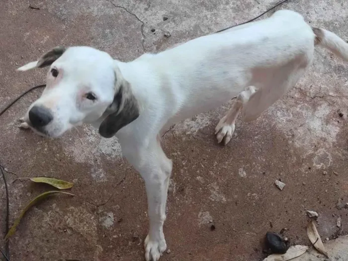 Cachorro raça SRD-ViraLata idade 2 a 6 meses nome Polo