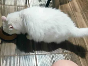 Gato raça Persa idade 5 anos nome Tom 