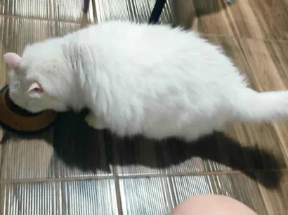 Gato raça Persa idade 5 anos nome Tom 