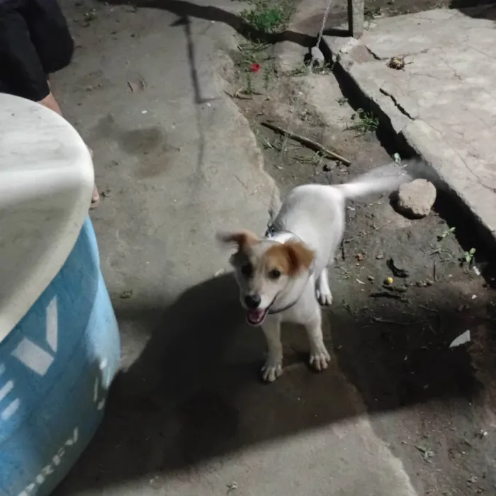 Cachorro ra a SRD-ViraLata idade 2 a 6 meses nome Pingo 