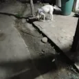 Cachorro ra a SRD-ViraLata idade 2 a 6 meses nome Pingo 