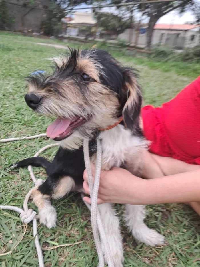 Cachorro ra a SRD-ViraLata idade 2 a 6 meses nome Fred