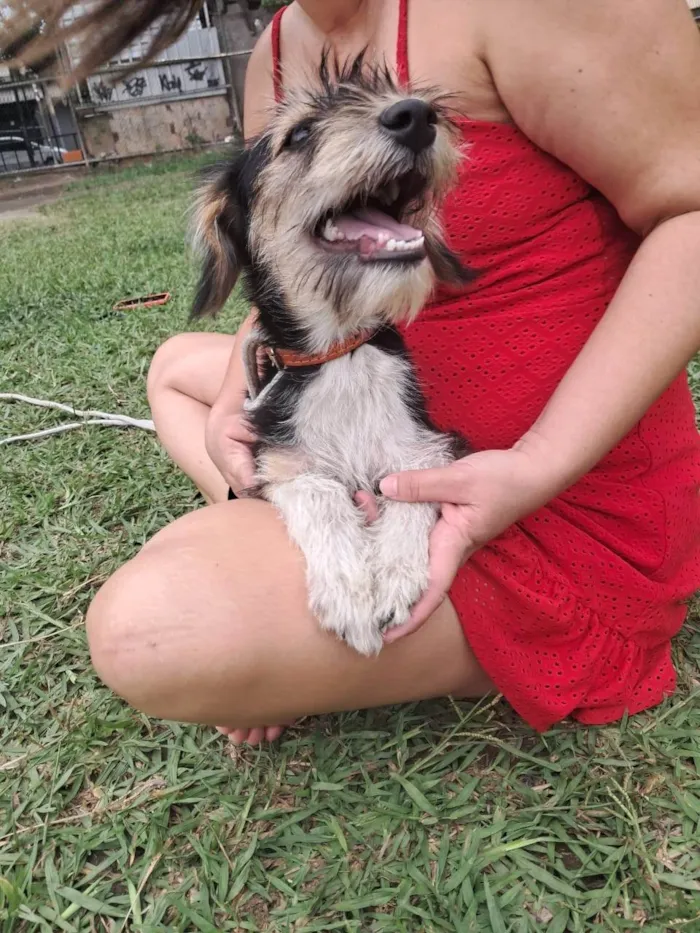 Cachorro ra a SRD-ViraLata idade 2 a 6 meses nome Fred