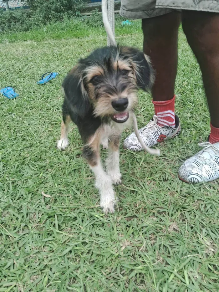 Cachorro ra a SRD-ViraLata idade 2 a 6 meses nome Fred