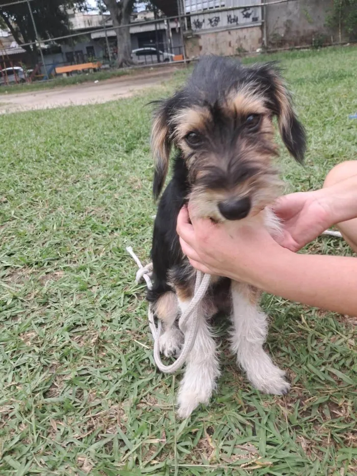 Cachorro ra a SRD-ViraLata idade 2 a 6 meses nome Fred