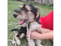 Cachorro raça SRD-ViraLata idade 2 a 6 meses nome Fred