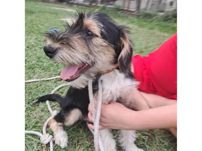 Cachorro ra a SRD-ViraLata idade 2 a 6 meses nome Fred