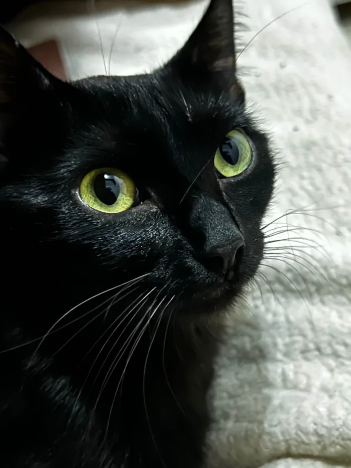 Gato ra a SRD-ViraLata idade 1 ano nome Chiara