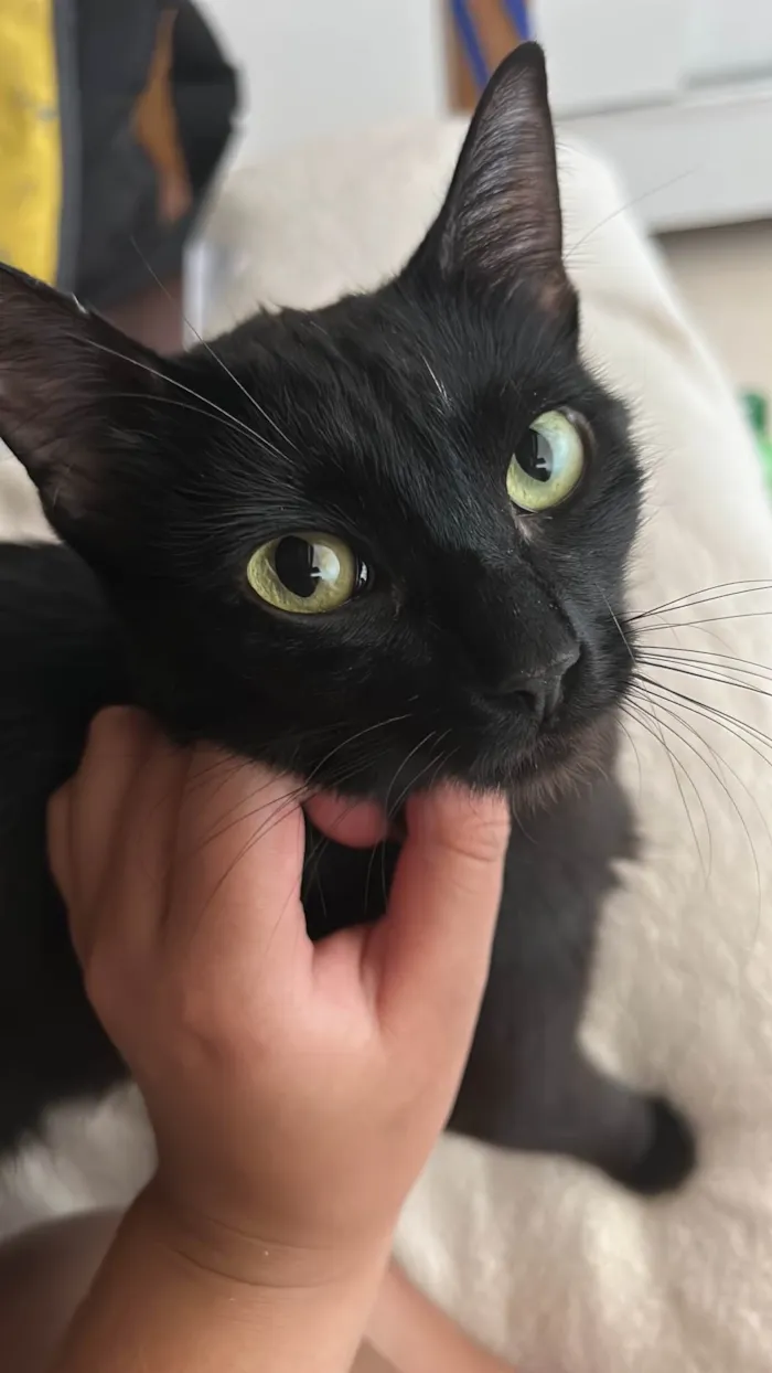 Gato ra a SRD-ViraLata idade 1 ano nome Chiara