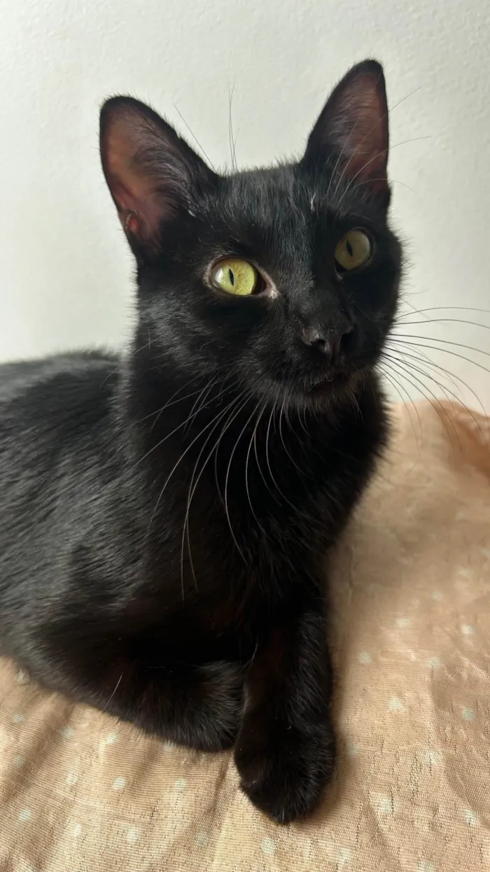 Gato ra a SRD-ViraLata idade 1 ano nome Chiara