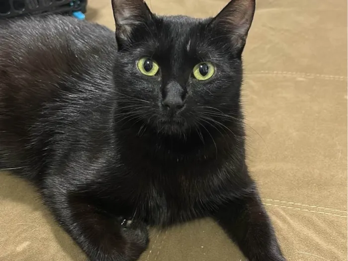 Gato ra a SRD-ViraLata idade 1 ano nome Chiara