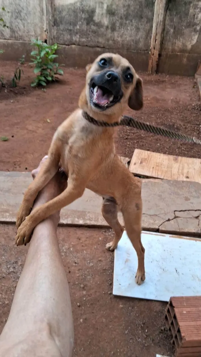 Cachorro raça SRD-ViraLata idade 7 a 11 meses nome Bob