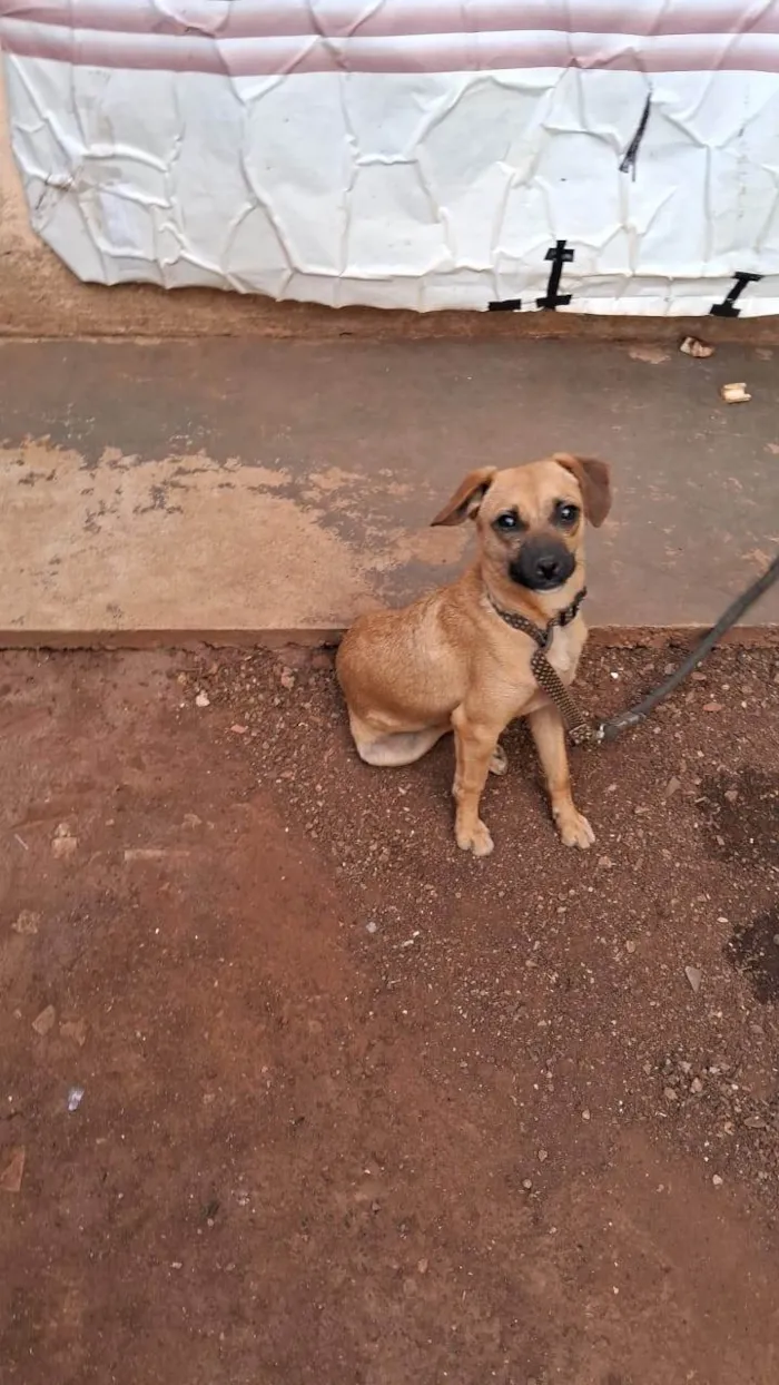 Cachorro raça SRD-ViraLata idade 7 a 11 meses nome Bob