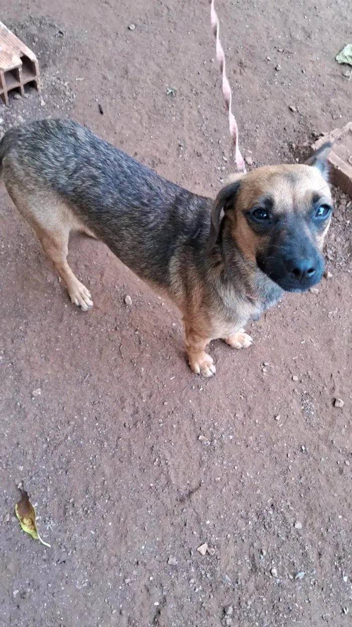 Cachorro raça SRD-ViraLata idade 7 a 11 meses nome Lili