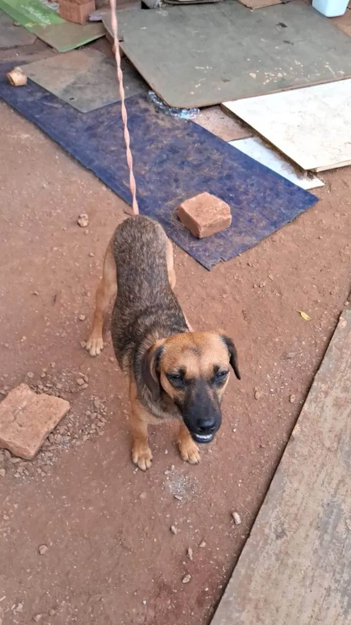 Cachorro raça SRD-ViraLata idade 7 a 11 meses nome Lili