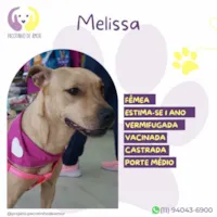 Cachorro ra a SRD-ViraLata idade 1 ano nome Melissa