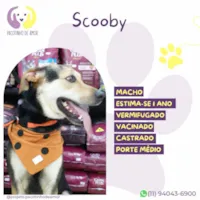 Cachorro ra a SRD-ViraLata idade 1 ano nome Scooby