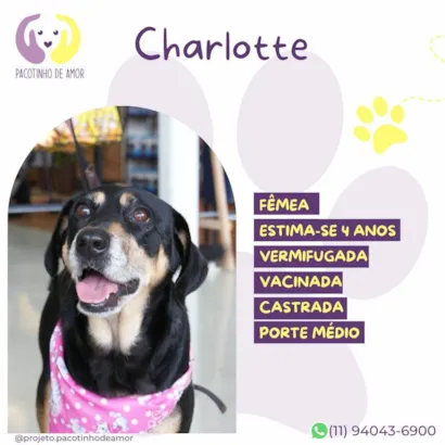 Cachorro ra a SRD-ViraLata idade 4 anos nome Charlotte