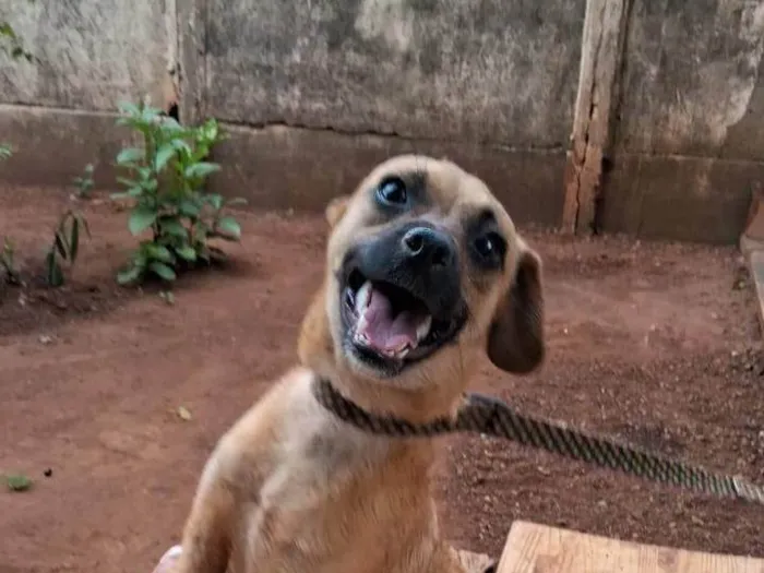 Cachorro raça SRD-ViraLata idade 7 a 11 meses nome Bob