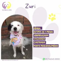 Cachorro ra a SRD-ViraLata idade 7 a 11 meses nome Zuri