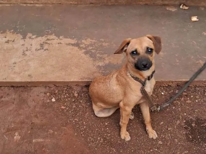 Cachorro raça SRD-ViraLata idade 7 a 11 meses nome Bob