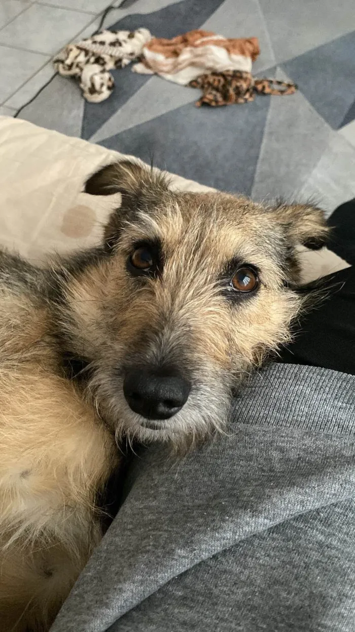 Cachorro raça SRD-ViraLata idade 2 anos nome Fiapa