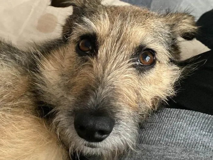 Cachorro raça SRD-ViraLata idade 2 anos nome Fiapa