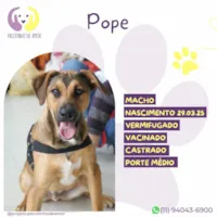 Cachorro ra a SRD-ViraLata idade 7 a 11 meses nome Pope